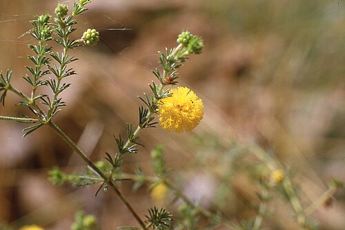 Acacia chippendalei: Acacia chippendalei in Nitmiluk National Park, Northern Territory
