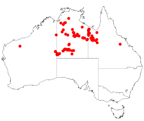 Acacia chippendalei: Acacia chippendalei Occurrence data from Australasia Virtual Herbarium downloaded from https://doi.org/10.26197/5c0b1388984eb on 8 December 2018