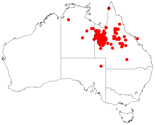 Acacia chisholmii: Acacia chisholmii occurrence data from Australasian Virtual Herbarium downloaded from https://doi.org/10.26197/5c06138894b on December 8 2018