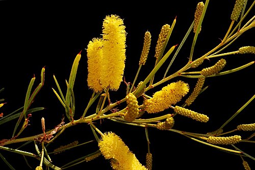 Acacia chisholmii: Acacia chisholmii near the East Leichardt Road, about 150 m south of Mount Isa - Cloncurry section of Barkly Highway, Queensland