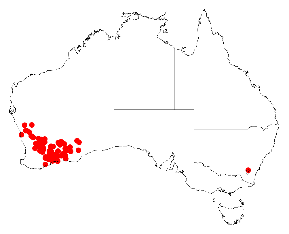 Acacia chrysella: Acacia chrysella occurrence data from Australasian Virtual Herbarium downloaded from https://doi.org/10.26197/5c06138894b on December 8 2018