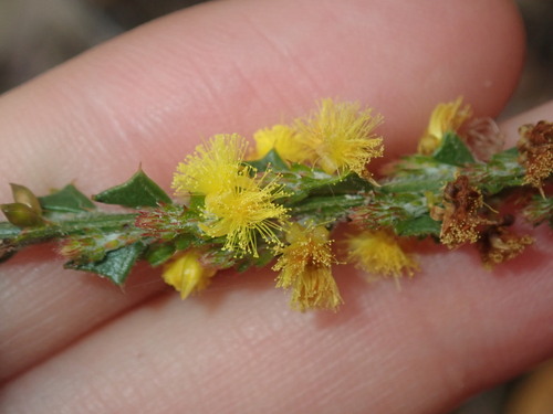 Acacia chrysocephala (Acacia chrysocephala)