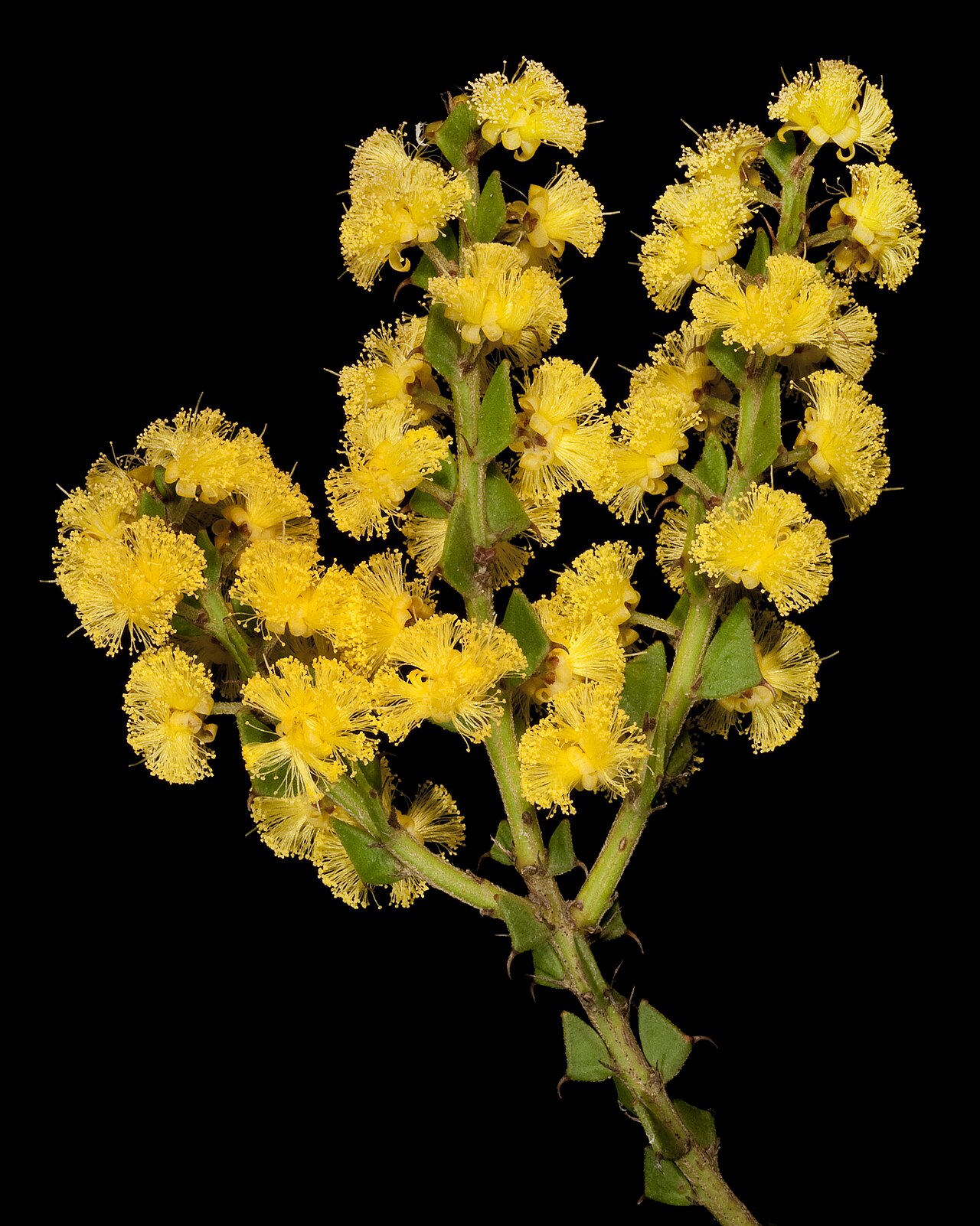 Acacia chrysocephala: KRT4546