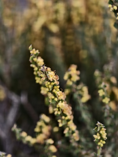 Acacia chrysocephala (Acacia chrysocephala)