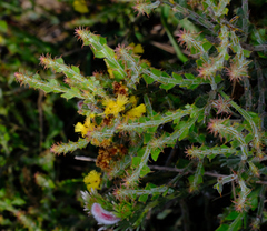 Acacia chrysocephala (Acacia chrysocephala)