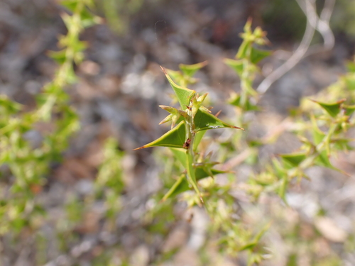 Acacia chrysocephala (Acacia chrysocephala)