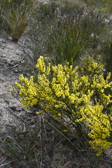 Acacia chrysocephala (Acacia chrysocephala)