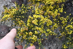 Acacia chrysocephala (Acacia chrysocephala)
