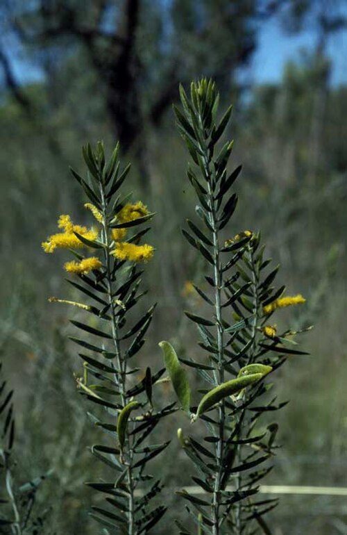 Acacia chrysochaeta: Acacia chrysochaeta near the Gibb River Road, 20 km N from Kalumburu turnoff, Western Australia