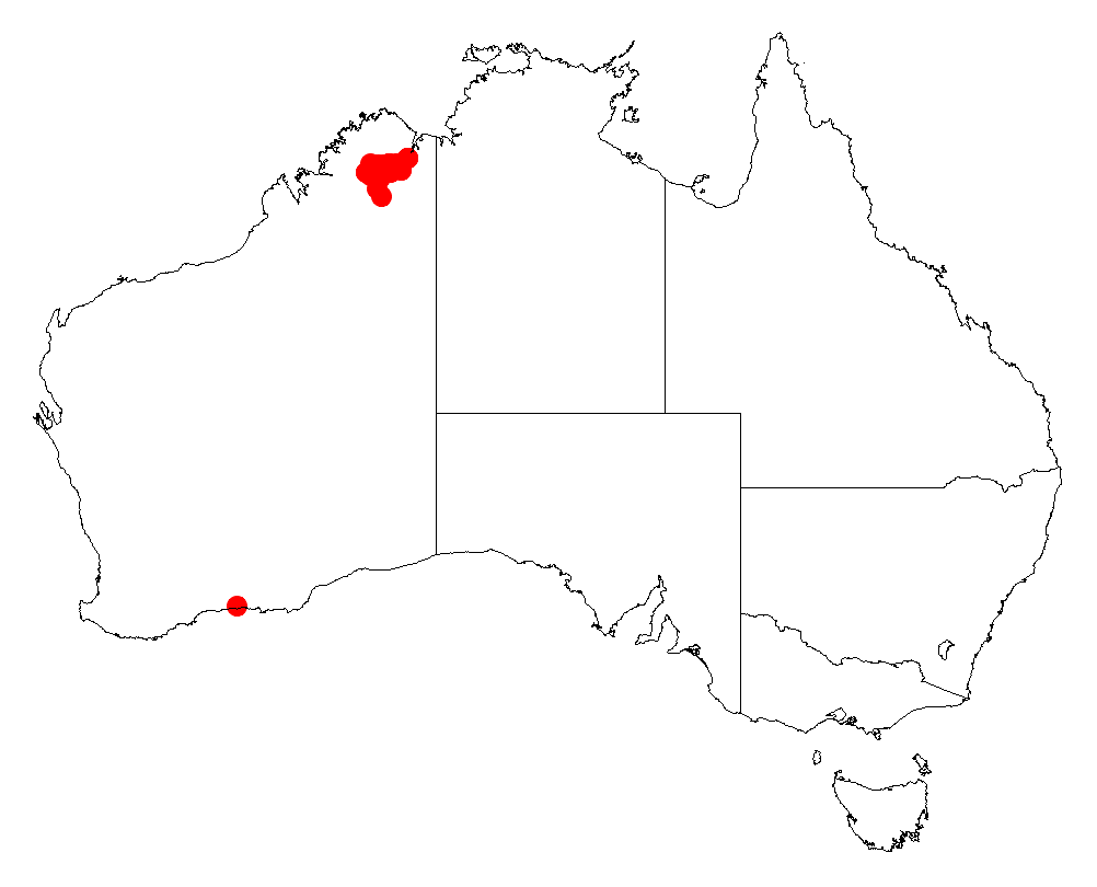 Acacia chrysochaeta: Acacia chrysochaeta occurrence data from Australasian Virtual Herbarium downloaded from https://doi.org/10.26197/5c06138894b on December 8 2018