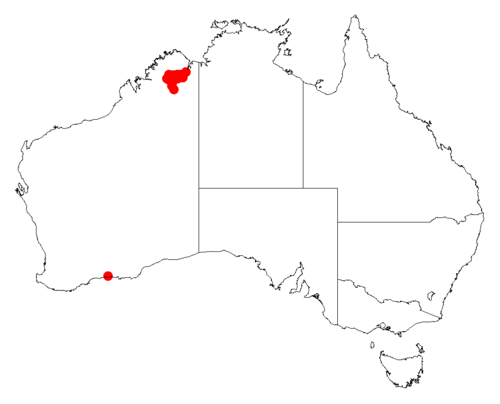Acacia chrysochaeta: Acacia chrysochaeta occurrence data from Australasian Virtual Herbarium downloaded from https://doi.org/10.26197/5c06138894b on December 8 2018