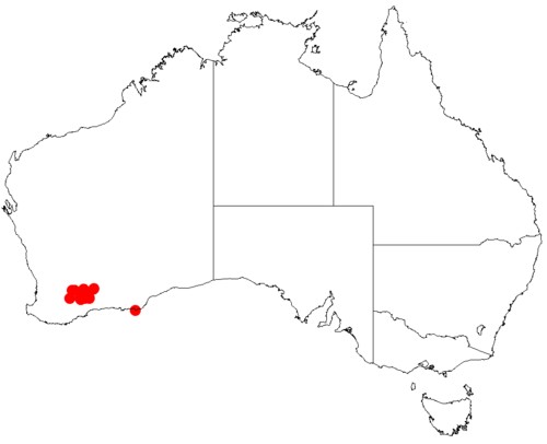 Acacia chrysopoda: Acacia chrysopoda occurrence data from Australasian Virtual Herbarium downloaded from https://doi.org/10.26197/5c06138894b on December 8 2018