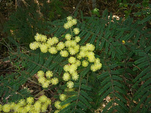 Bellinger river wattle: Acacia chrysotricha, northern NSW