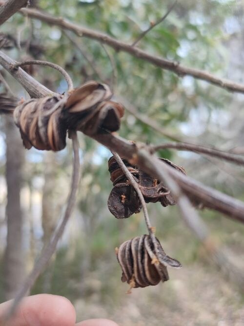 Acacia cincinnata: Acacia cincinnata