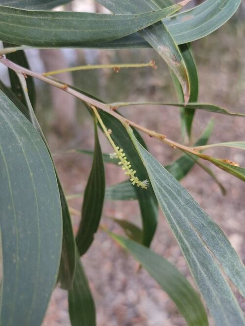 Acacia cincinnata: Acacia cincinnata