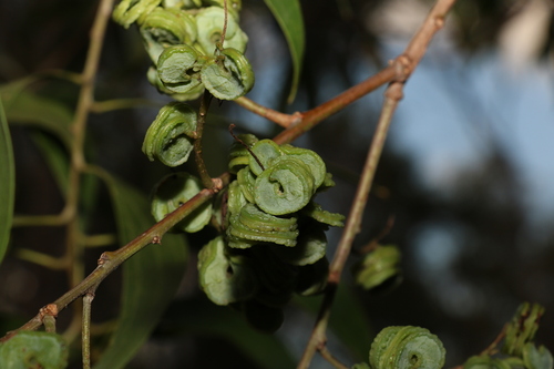 Acacia cincinnata (Acacia cincinnata)