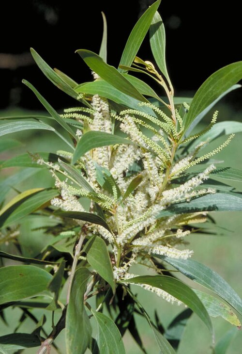 Acacia cincinnata: Acacia cincinnata