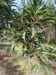Acacia cincinnata (Acacia cincinnata)