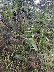 Acacia cincinnata (Acacia cincinnata)