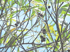 Acacia cincinnata (Acacia cincinnata)