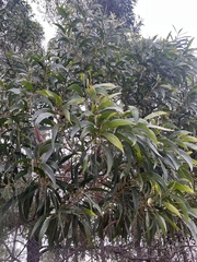 Acacia cincinnata (Acacia cincinnata)