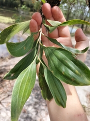 Acacia cincinnata (Acacia cincinnata)