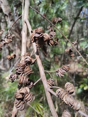 Acacia cincinnata (Acacia cincinnata)