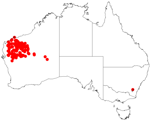 Acacia citrinoviridis: Acacia citrinoviridis Occurrence data from Australasia Virtual Herbarium downloaded from https://doi.org/10.26197/5c0b1388984eb on 8 December 2018