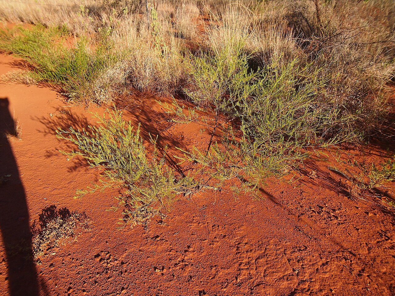 Acacia citriodora: Acacia citriodora habit
