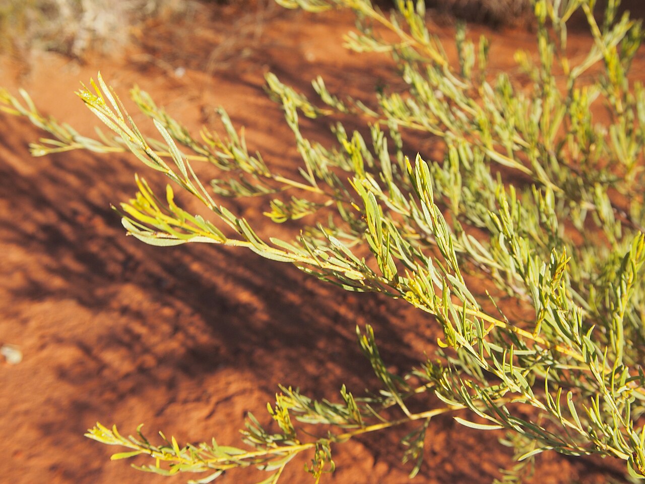 Acacia citriodora: Acacia citriodora foliage