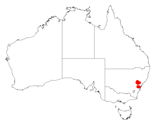 Acacia clandullensis: Acacia clandullensis Occurrence data from Australasia Virtual Herbarium downloaded from https://doi.org/10.26197/5c0b1388984eb on 8 December 2018