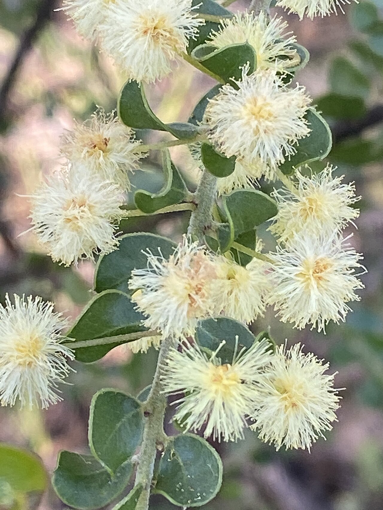 Acacia clandullensis: Acacia clandullensis growing in bushland in the Capertee Valley, NSW