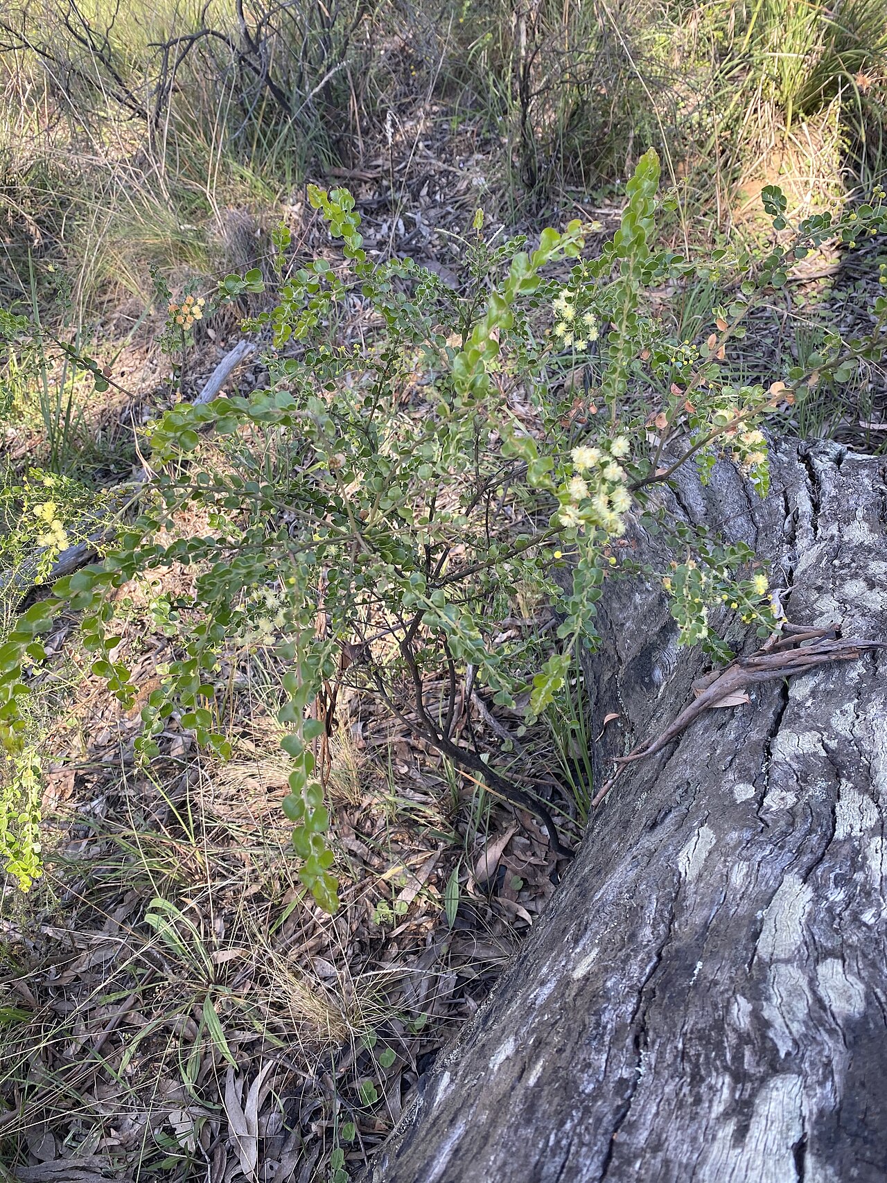 Acacia clandullensis: Acacia clandullensis growing in bushland in the Capertee Valley, NSW