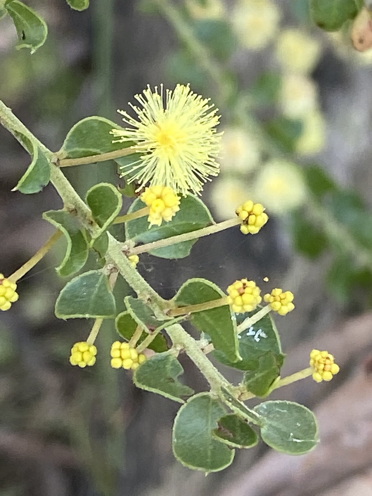 Acacia clandullensis: Acacia clandullensis growing in bushland in the Capertee Valley, NSW