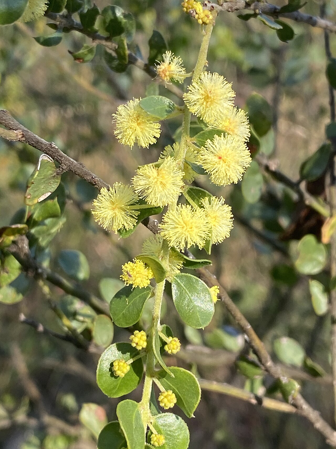 Acacia clandullensis: Acacia clandullensis growing in bushland in the Capertee Valley, NSW