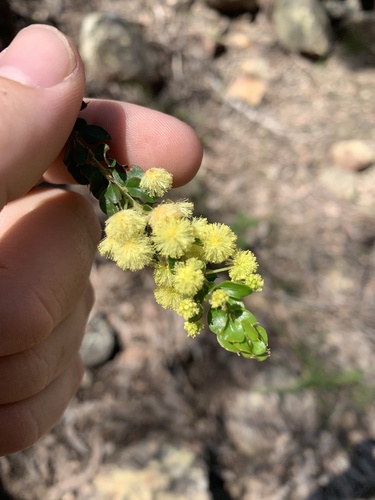 Acacia clandullensis (Acacia clandullensis)