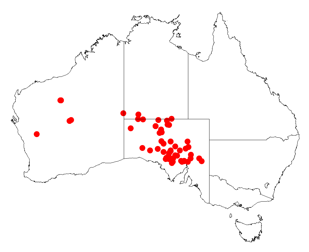 Acacia clelandii: Acacia clelandii occurrence data from Australasian Virtual Herbarium downloaded from https://doi.org/10.26197/5c06138894b on December 8 2018