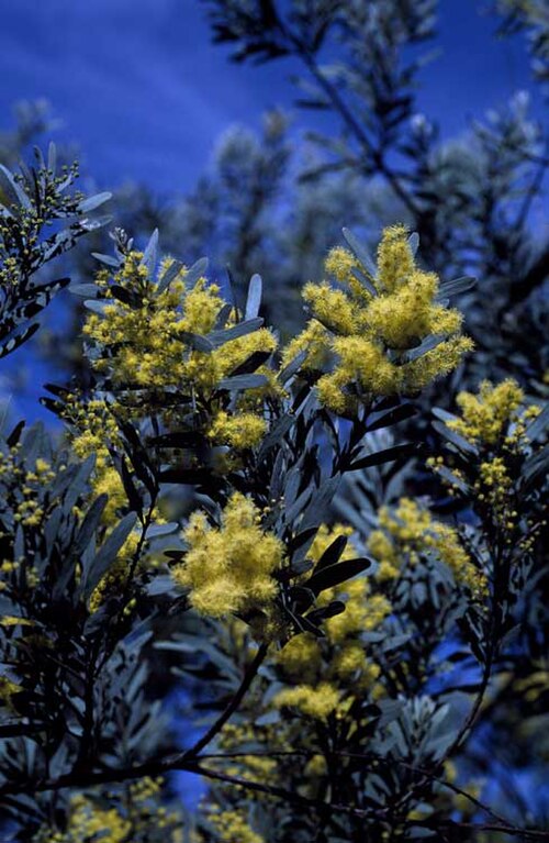 Acacia clunies-rossiae: Acacia clunies-rossiae in the Royal Botanic Gardens, Mount Annan