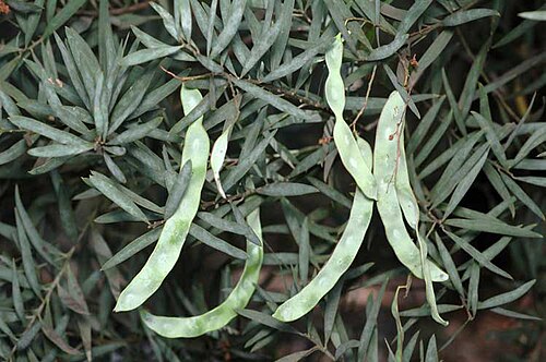 Acacia clunies-rossiae: Fruit of Acacia clunies-rossiae in the Mount Annan Botanic Gardens