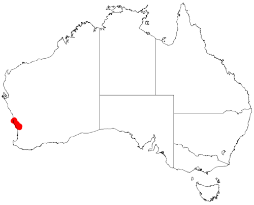 Acacia clydonophora: Acacia clydonophora occurrence data from Australasian Virtual Herbarium downloaded from https://doi.org/10.26197/5c06138894b on December 8 2018