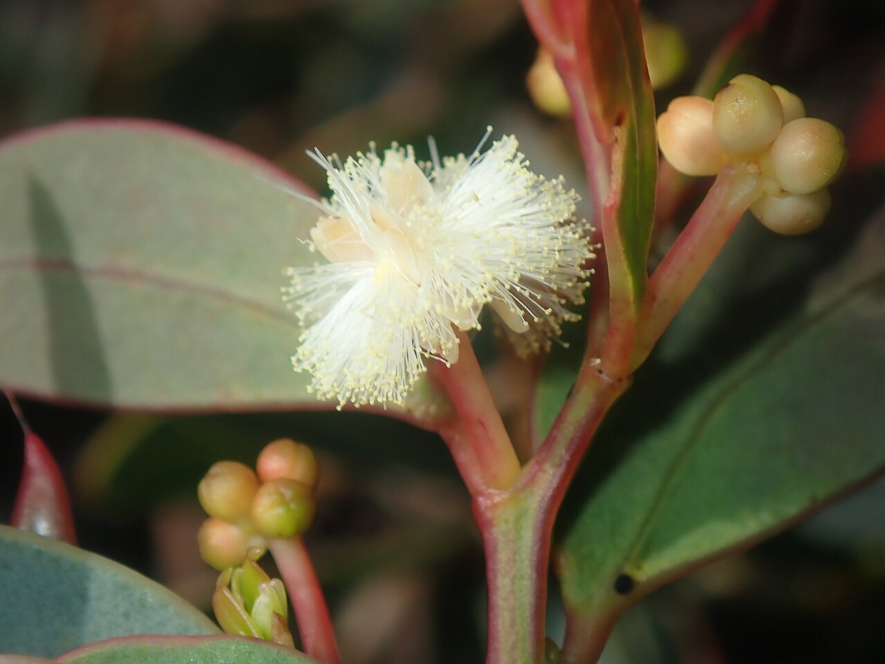 Acacia clydonophora: Acacia clydonophora on Mount Lesueur