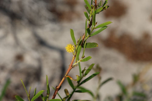 Acacia cochlearis (Acacia cochlearis)