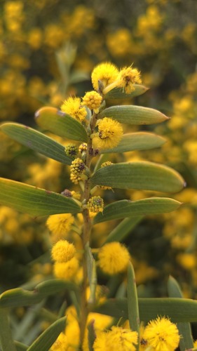 Acacia cochlearis (Acacia cochlearis)