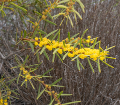 Acacia cochlearis (Acacia cochlearis)