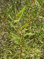 Acacia cochlearis (Acacia cochlearis)
