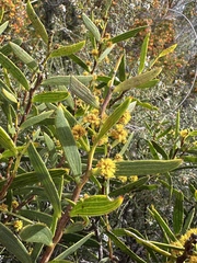 Acacia cochlearis (Acacia cochlearis)