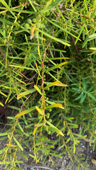 Acacia cochlearis (Acacia cochlearis)