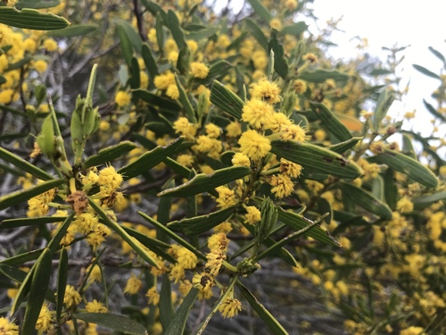 Acacia cochlearis (Acacia cochlearis)