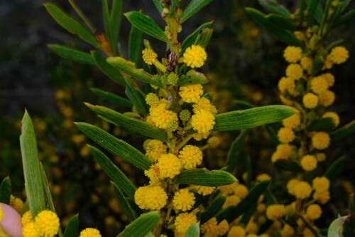 Acacia cochlearis (Acacia cochlearis)