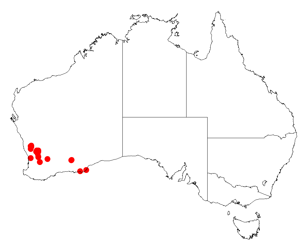 Acacia cochlocarpa: Acacia cochlocarpa occurrence data from Australasian Virtual Herbarium downloaded from https://doi.org/10.26197/5c06138894b on December 8 2018
